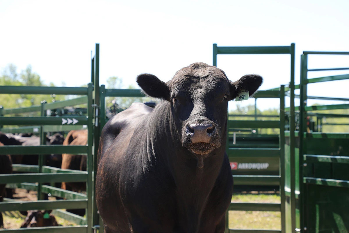 manual cattle head gate factory manual cattle head gate factory